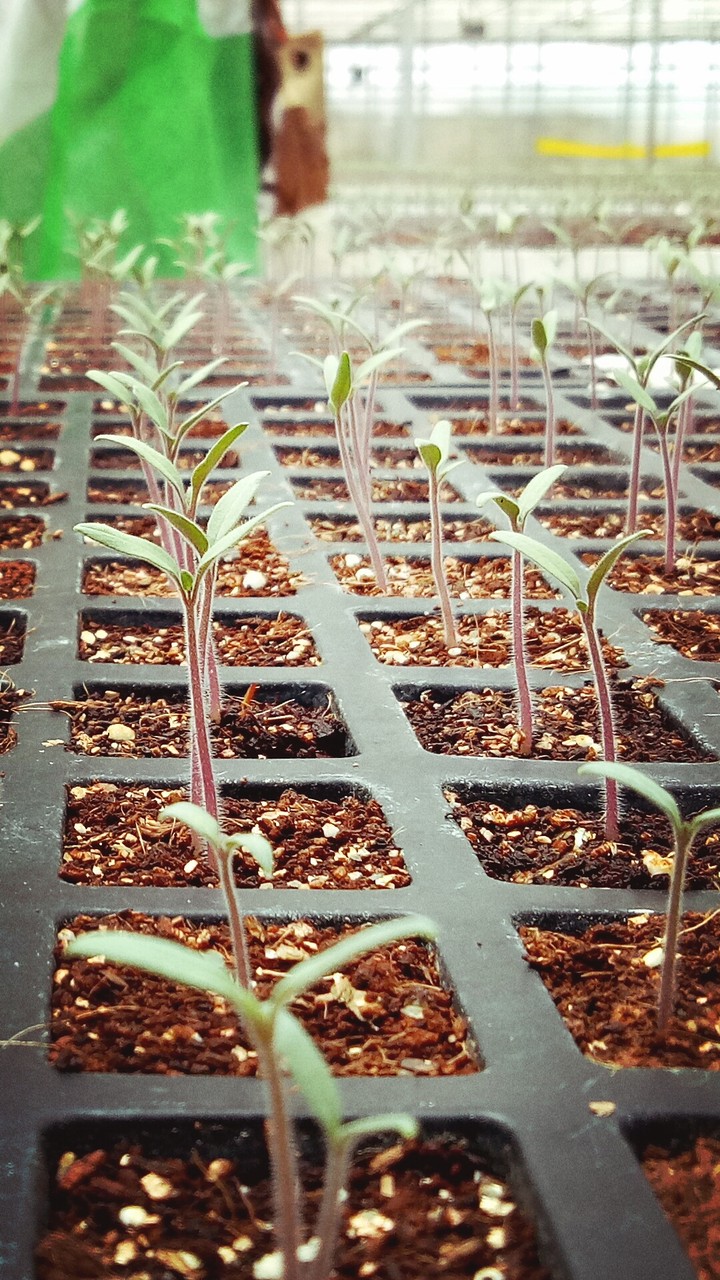 PLANT SEEDING