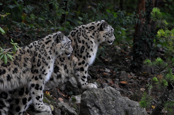 snow leopard