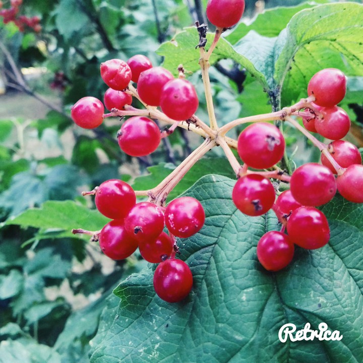 red berry