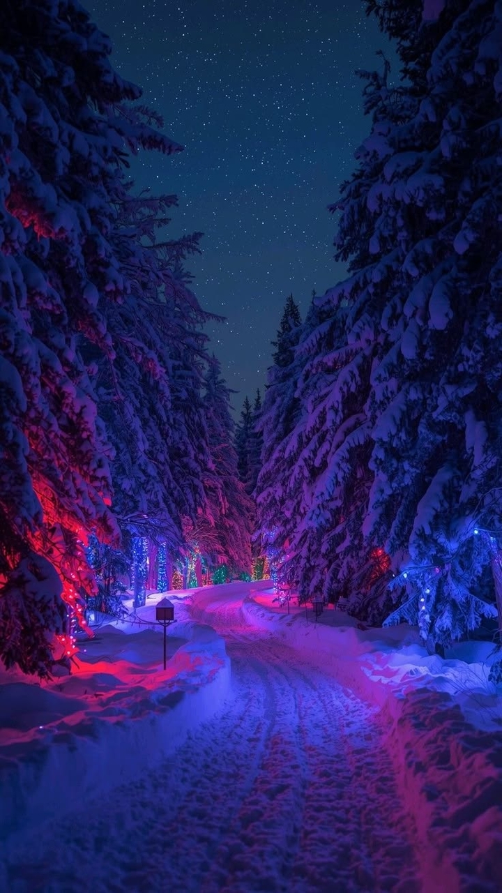 tapety freezing, forest
