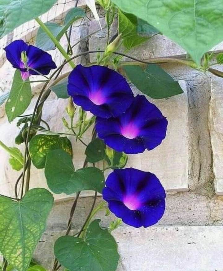 Niloofar