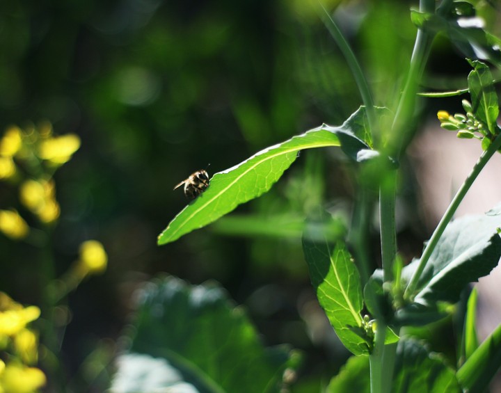 Bee in the nature