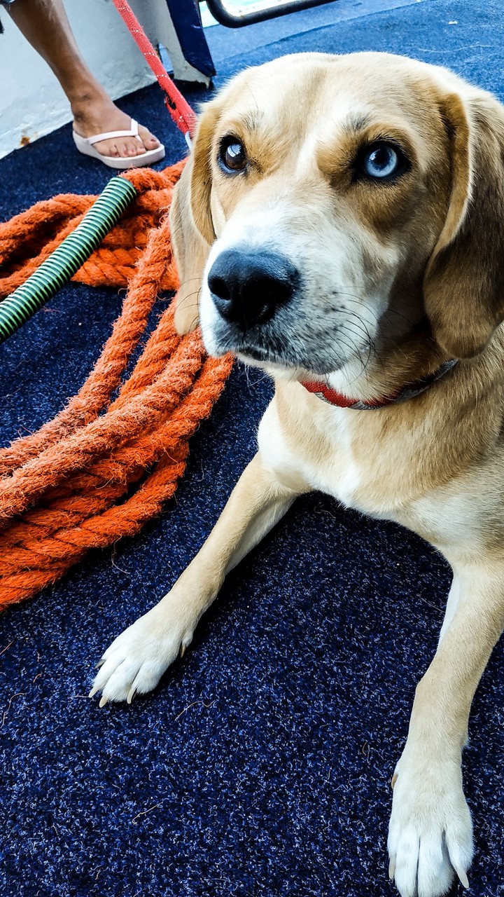 Dog life