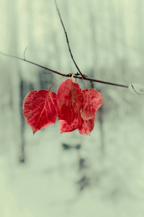 Bunte Blätter im Schnee