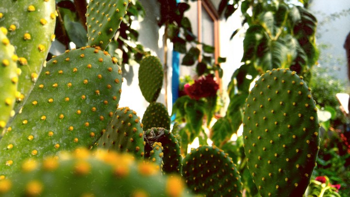 cactus
