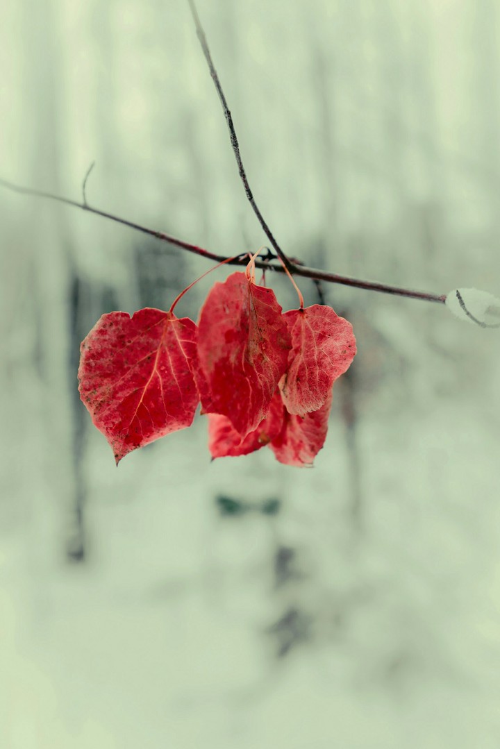 Bunte Blätter im Schnee