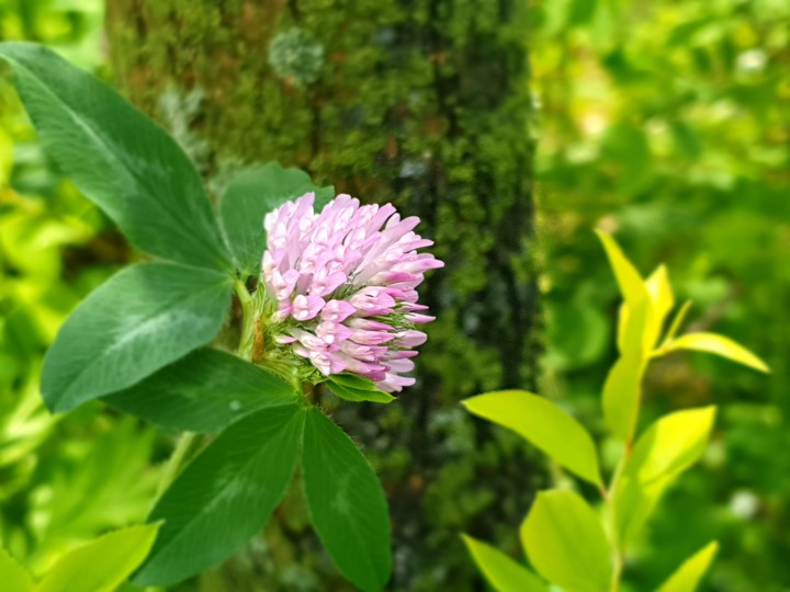 flower in spring