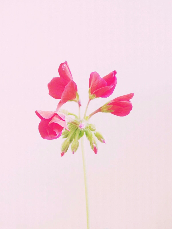 꽃