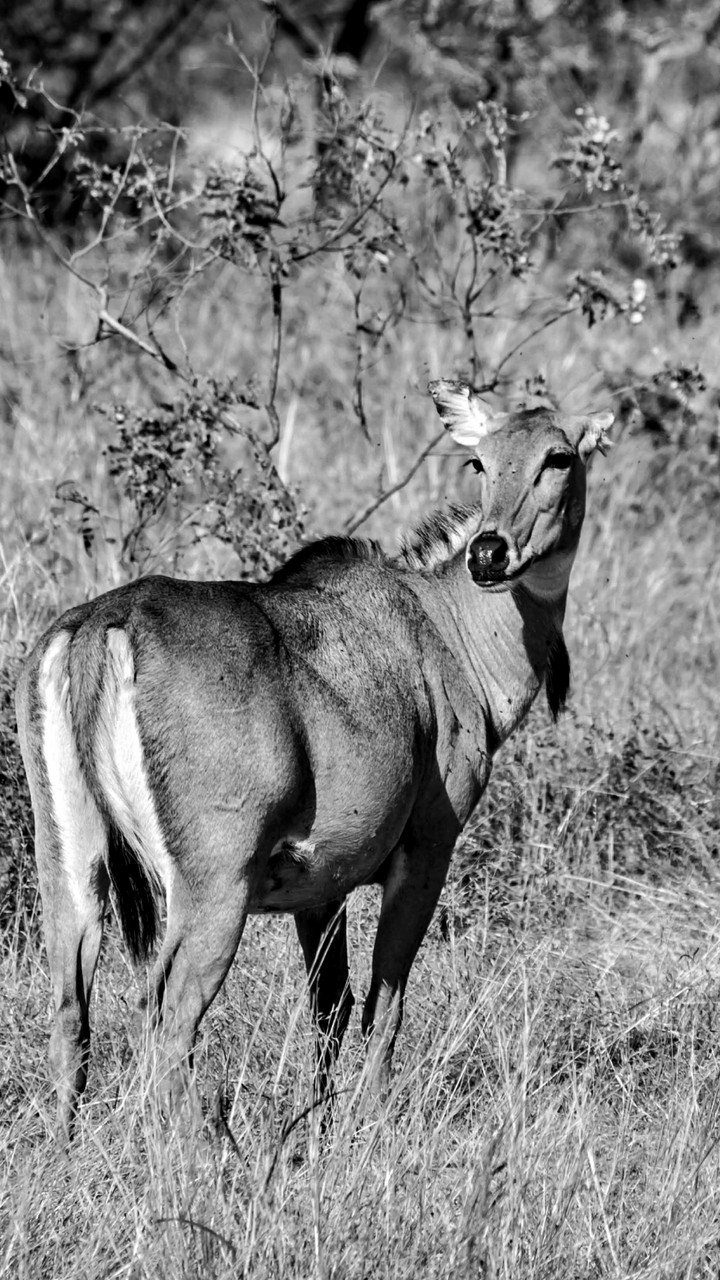 wildlife