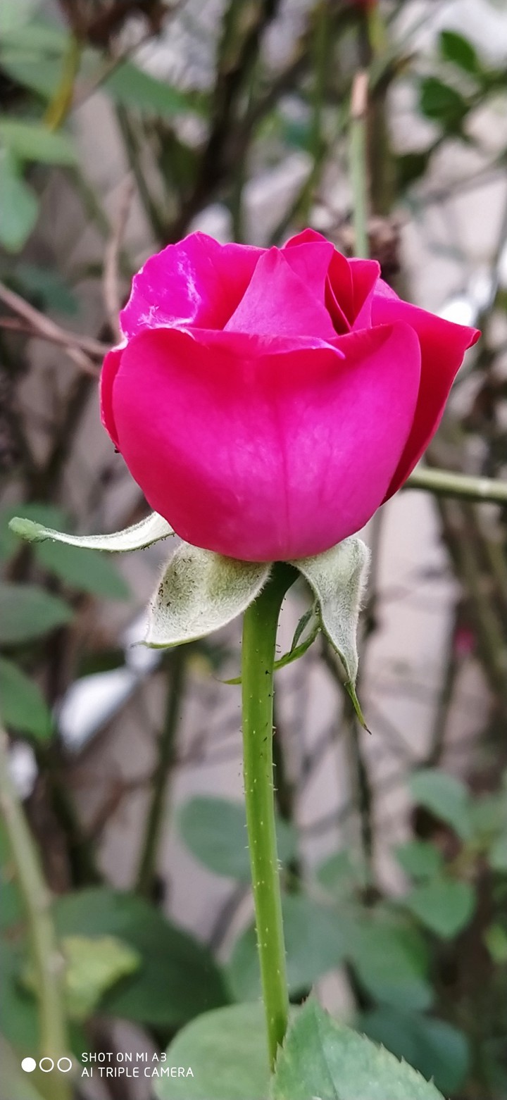 rose