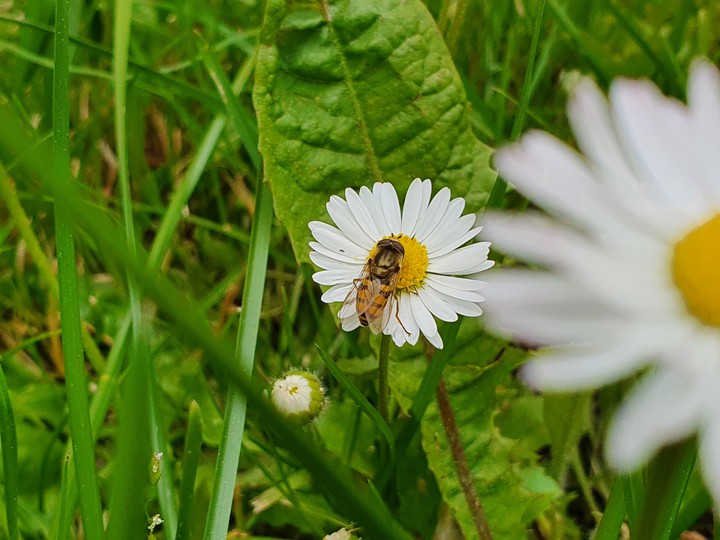 daisy