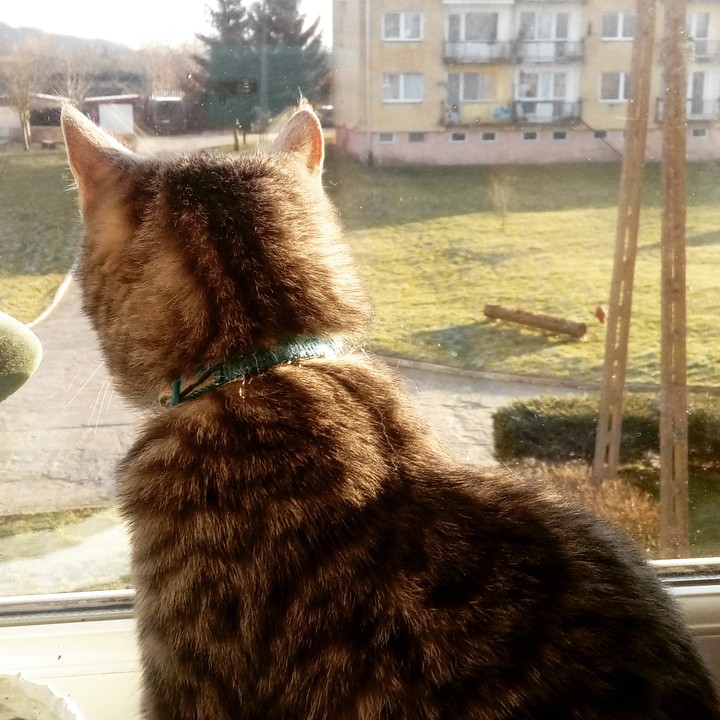 My Cat :]