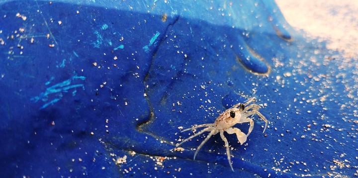 The Lonely crabby