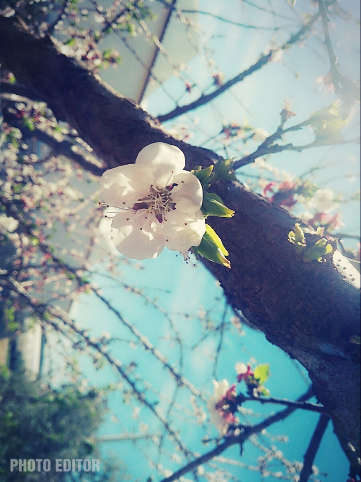 flower