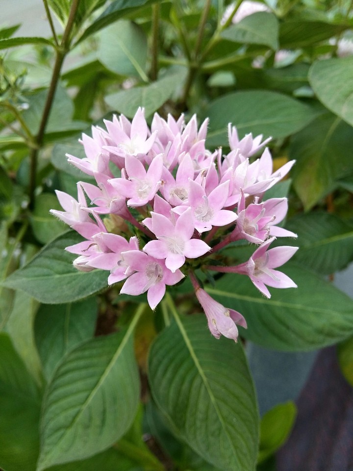 Morning flower
