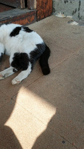 cat's tail >○<