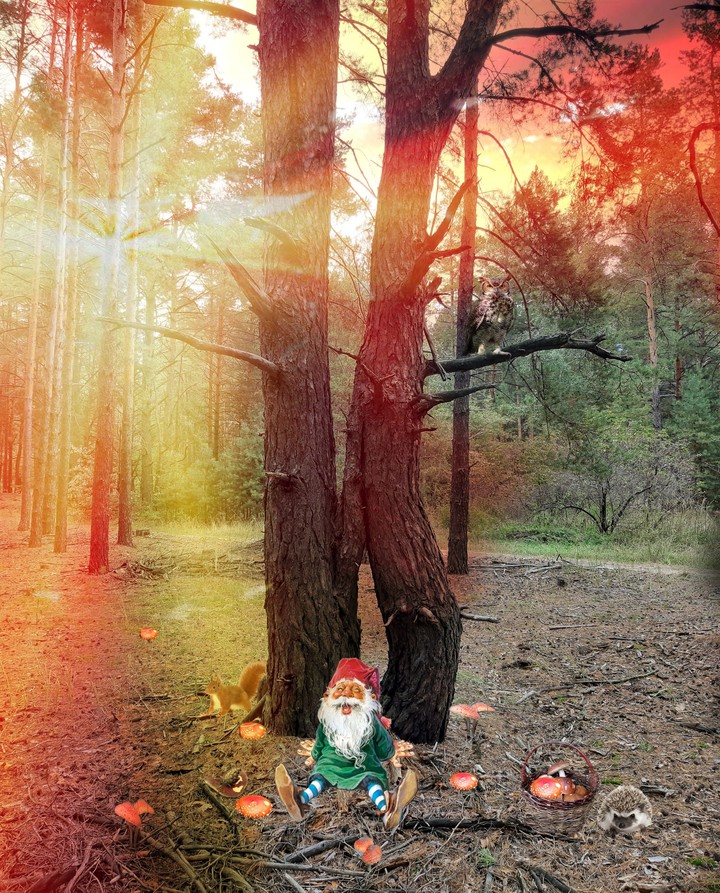 magical forest