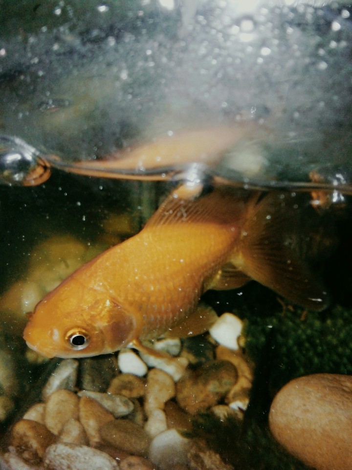 Gold fish