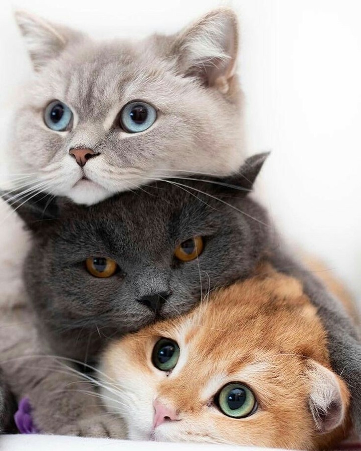 Three cats