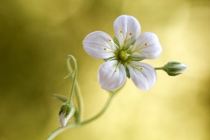 Little wild flower♡