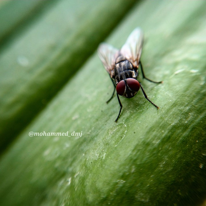 Fly insect