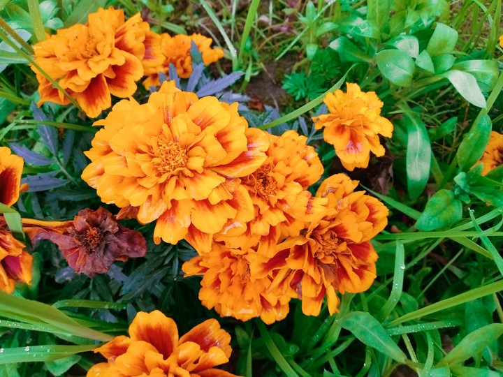 flower