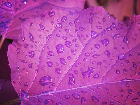 purple leaf