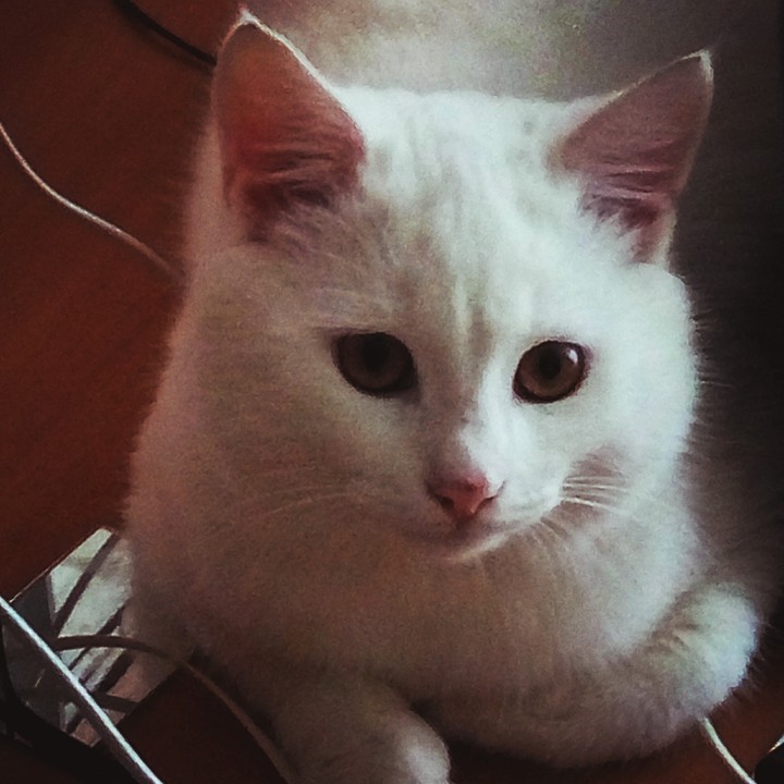 Котик Сахарок