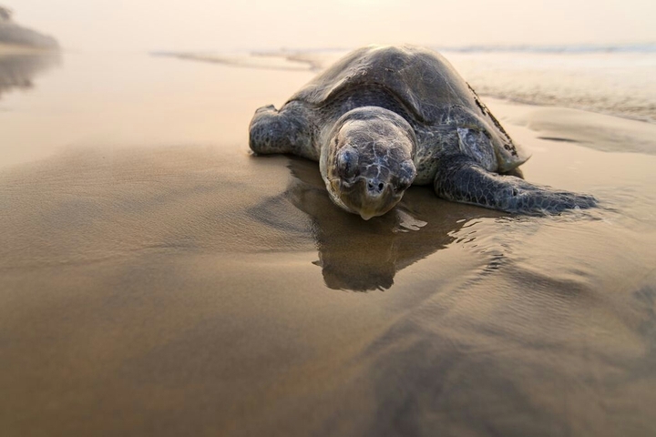 Beached mother.after laying half million egg lying on beach.