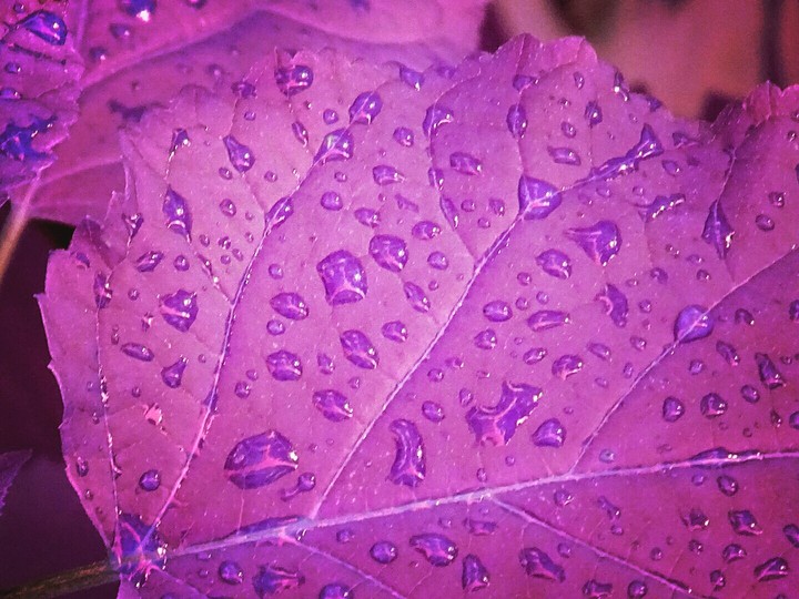 purple leaf