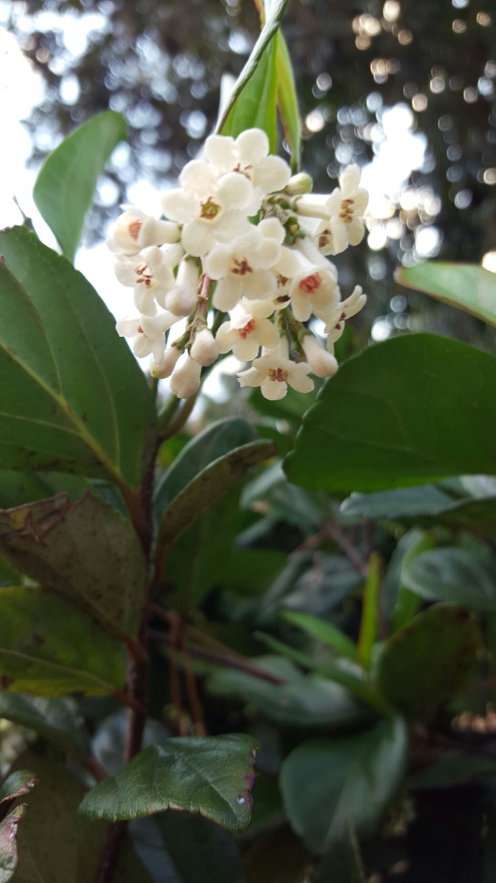 Tiny Flowers