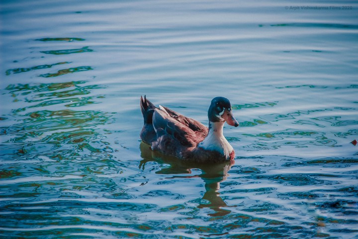 duck