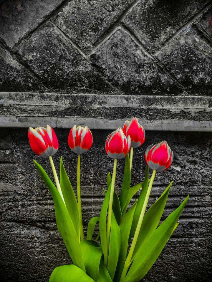 tulips
