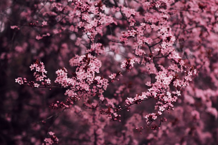 In Bloom