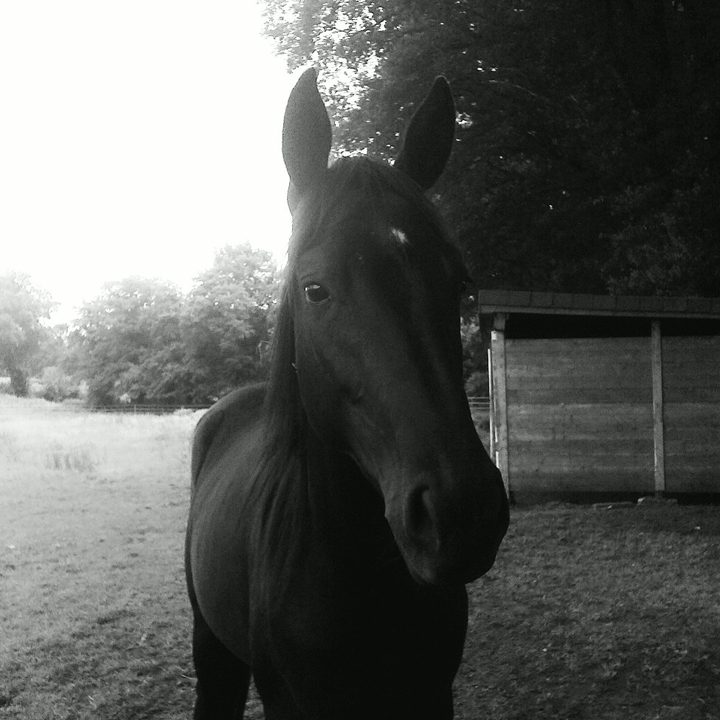 black horse