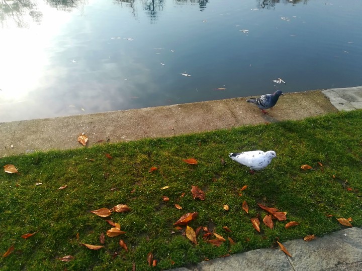 Pigeons