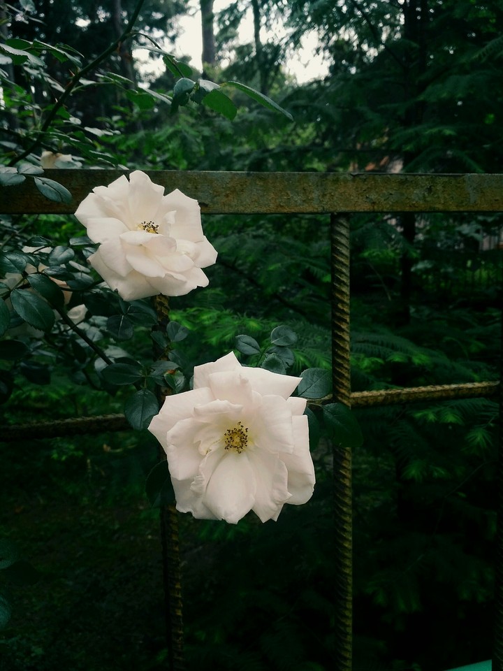 Roses