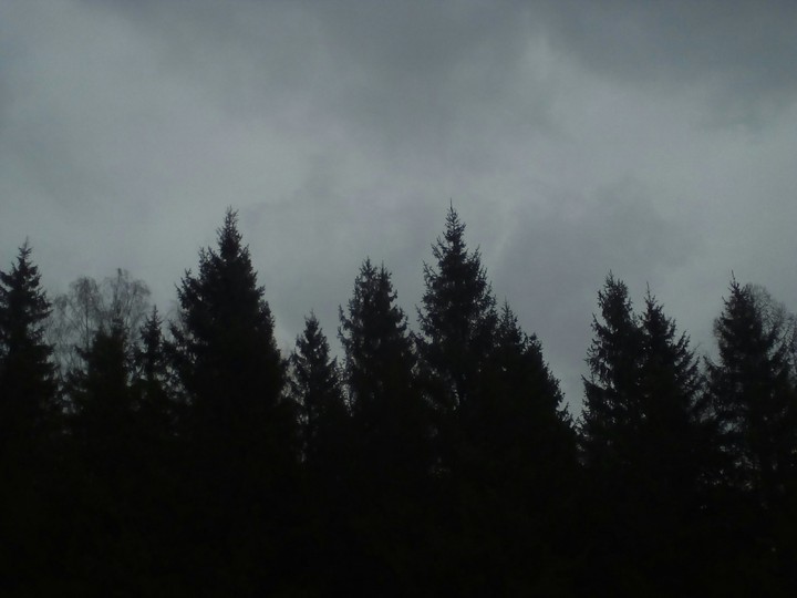 dark forest