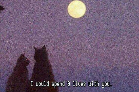 Cat love