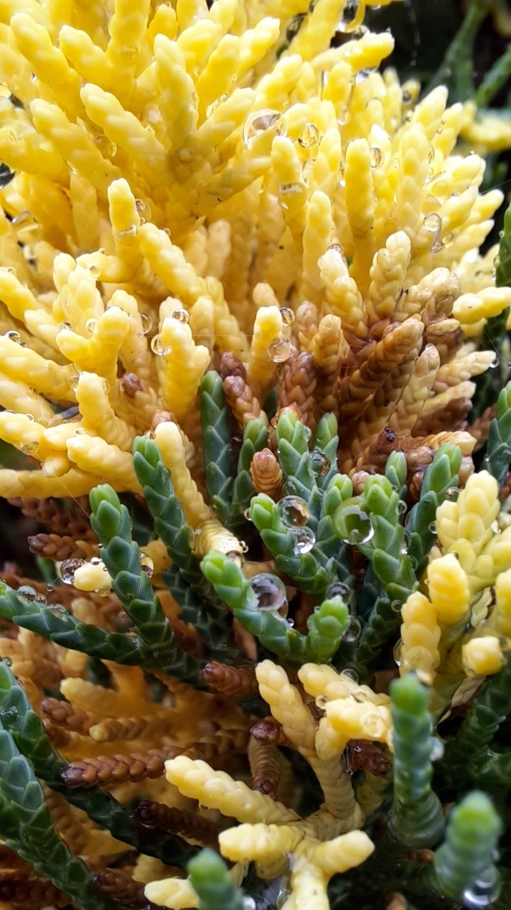 coral or pine?
