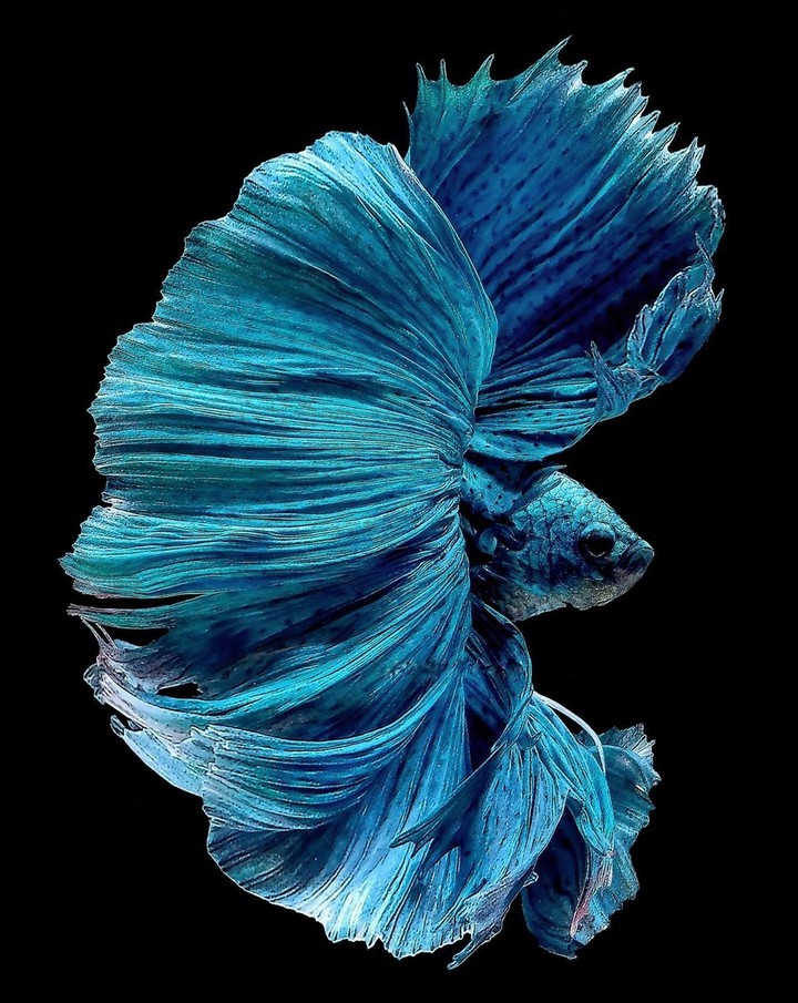 Betta fish