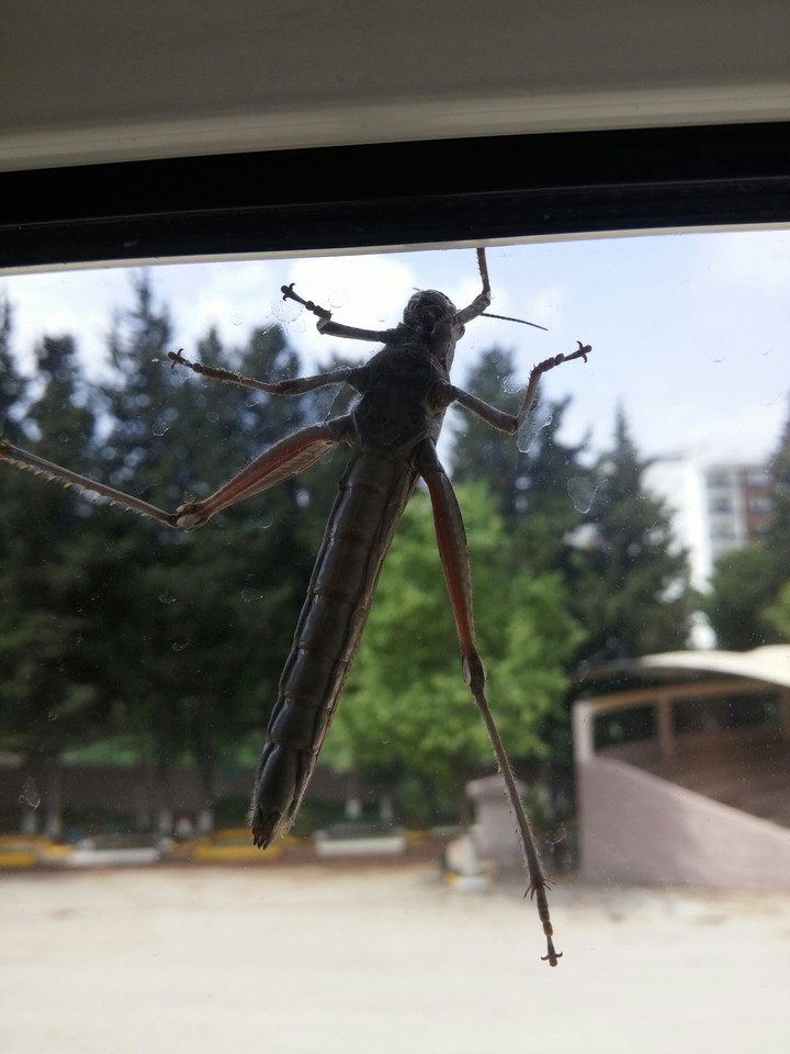 grasshopper