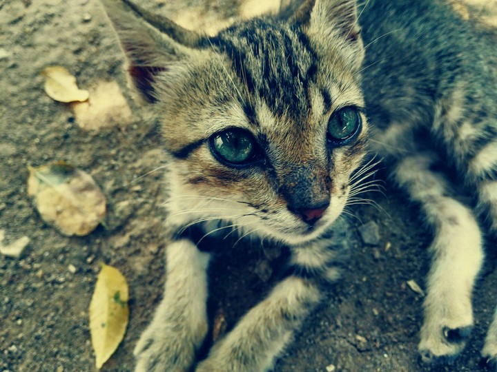 Cat
