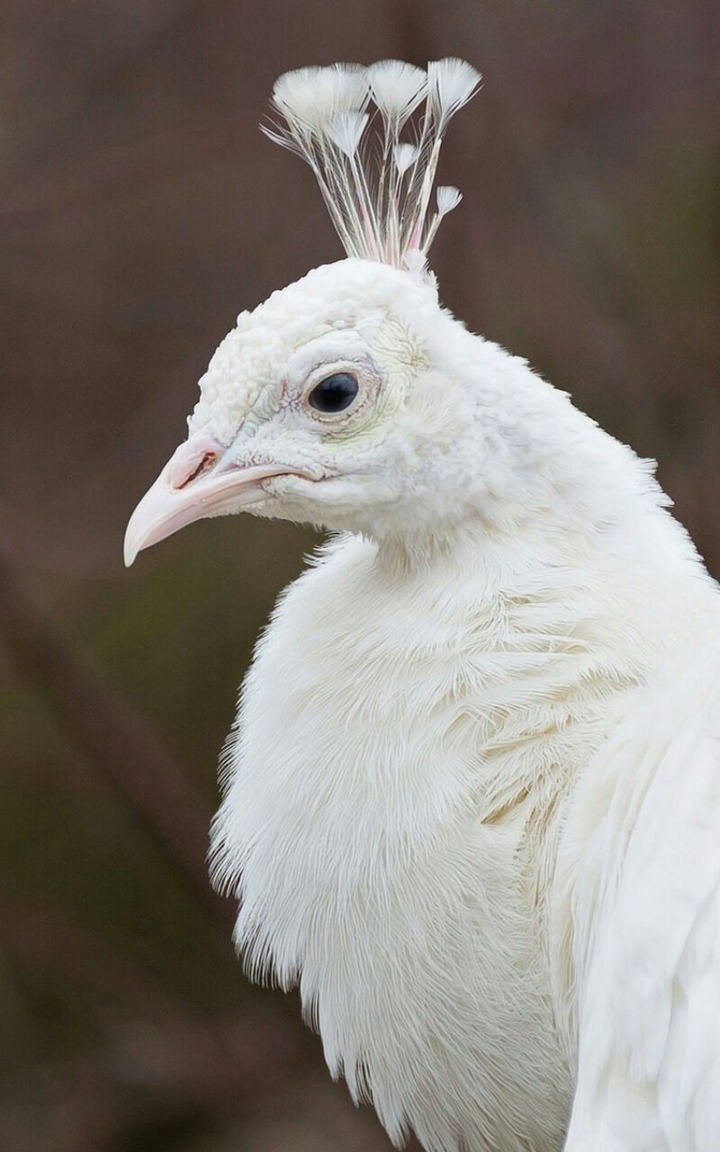 White Bird