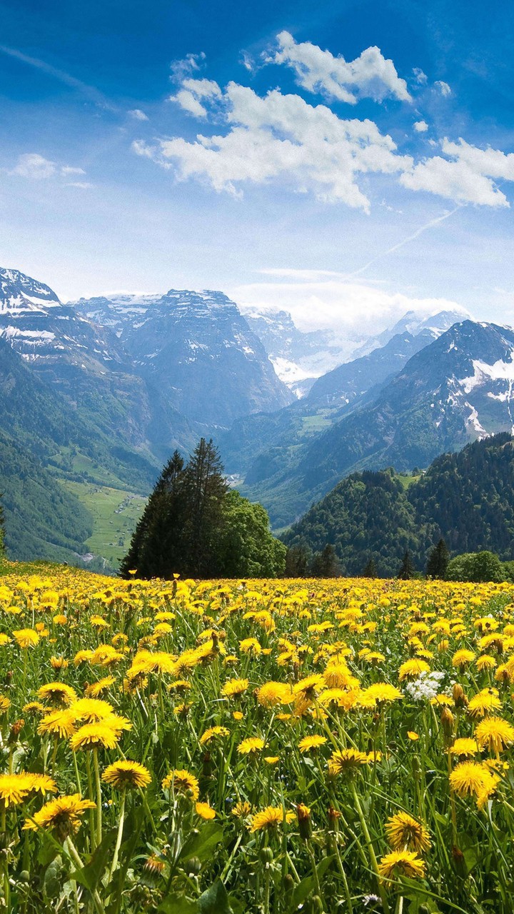 flower vally