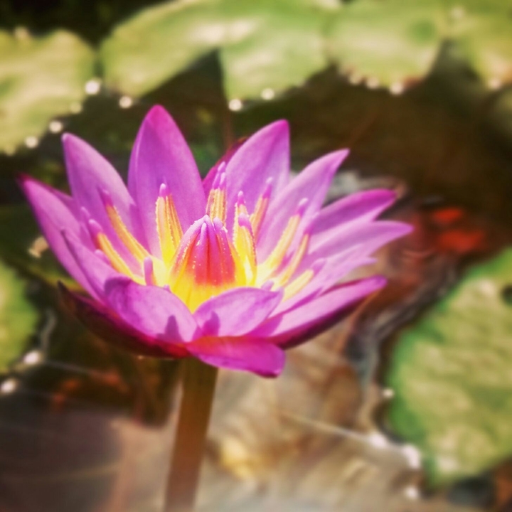 Water lilly