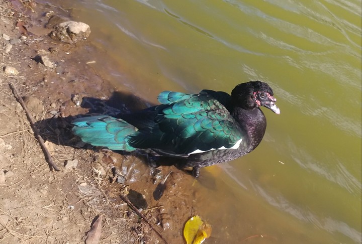 Patos