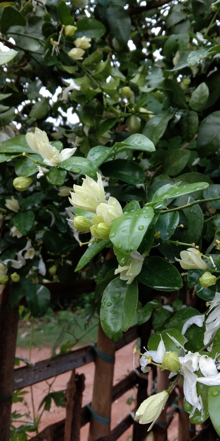 flower