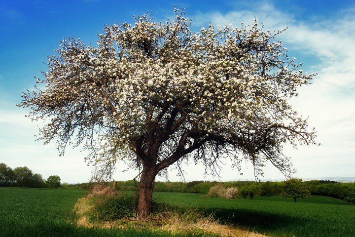 lenteboom