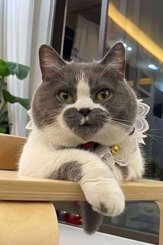 gatto